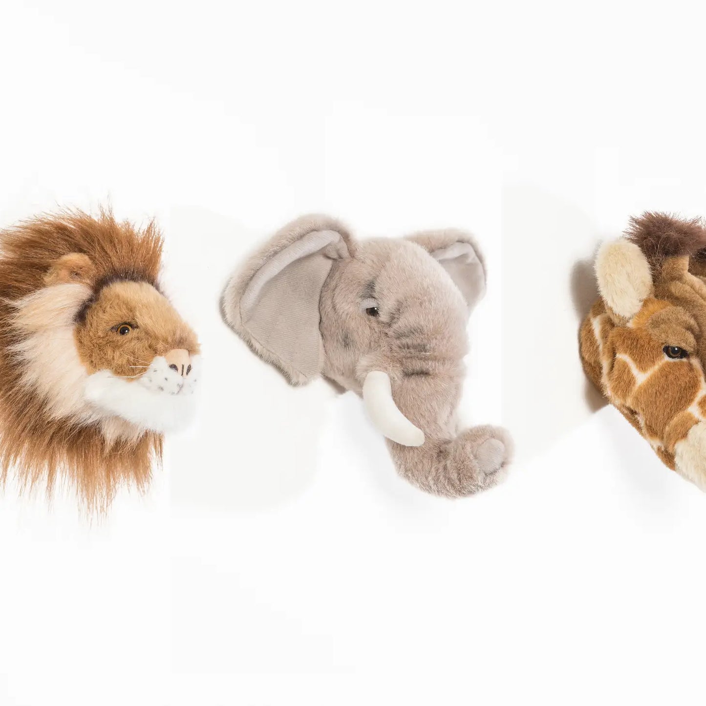 Safari Box Small Head