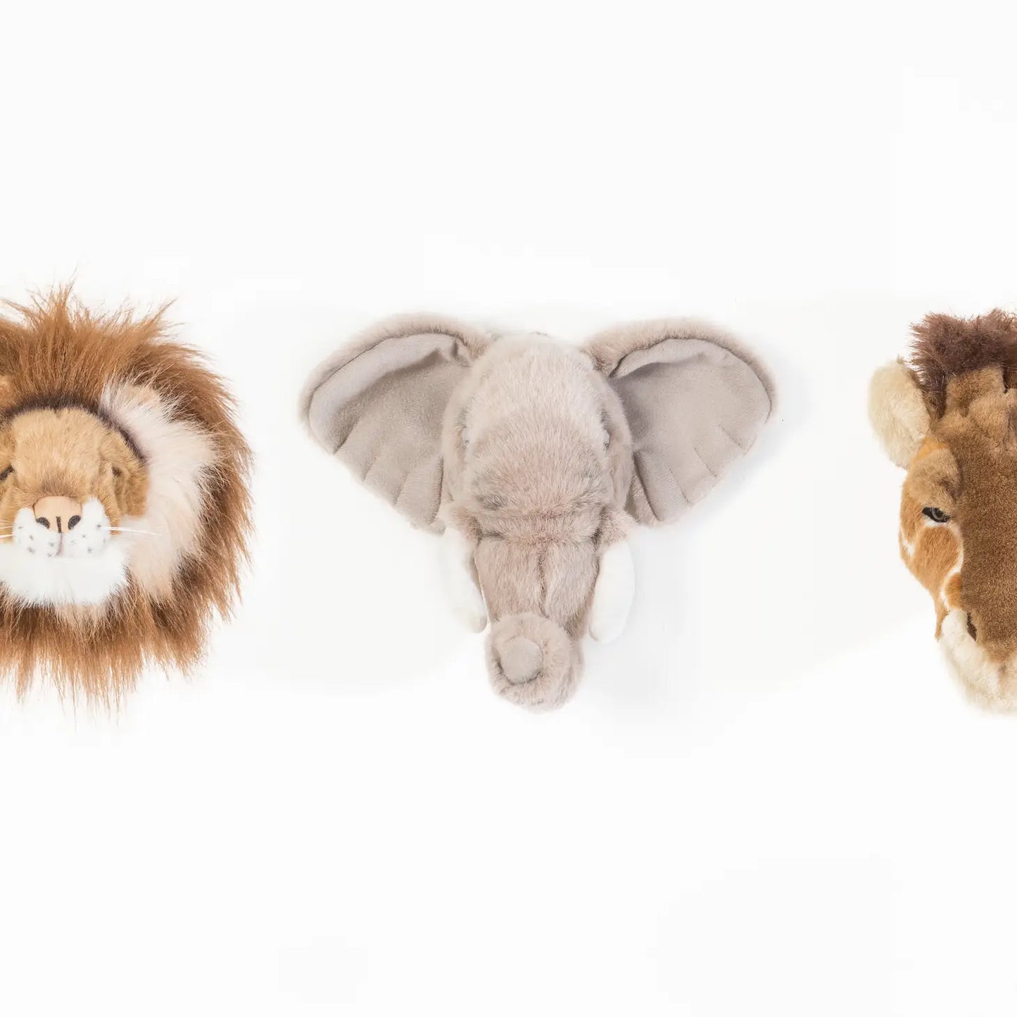 Safari Box Small Head