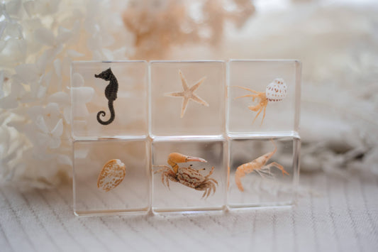 Ocean Explorer Specimen Set