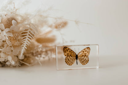 Leopard Butterfly Specimen
