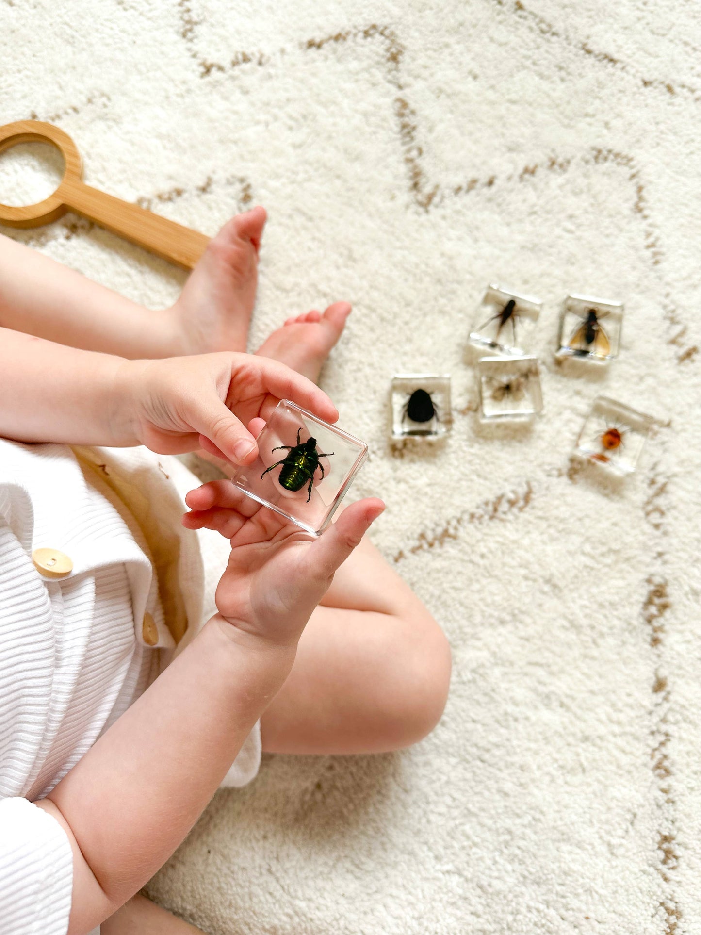 Investigative Insects Specimen Set